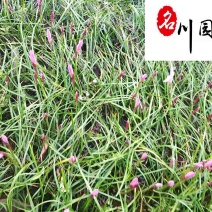 葱兰苗圃基地直供多年生地被草花成都葱兰批发价格