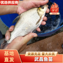 武昌鱼苗团头鲂鱼苗三角鲂鱼苗边鱼苗