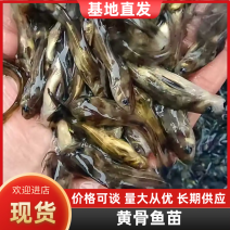 黄骨鱼苗黄颡鱼苗黄蜂角鱼苗全雄黄骨鱼苗杂交黄骨