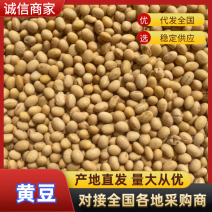 出售黄豆大量现货供应（一手货源）可视频看货，对接全国客商