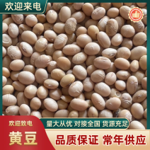 黄豆精品黄豆，量大从优，诚信经营，支持视频看货代发全国
