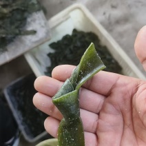 厂家直发海带结长期供应可定制规格包装全国发货