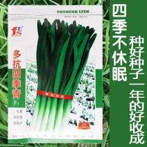 多抗四季青韭菜种子多抗型耐热耐寒无干尖冬季不休眠