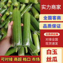 白玉丝瓜！青丝瓜！八角丝瓜！大量上市！支持平台超市市场