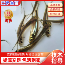 巴沙鱼苗沙鱼苗越南巴沙鱼苗塘口直发全国发货