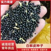 白鲜皮种子东北本地种子基地直发放心选购保芽