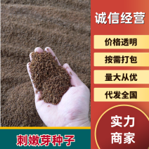 刺嫩芽种子（乌龙头刺椿头刺老包）处理过保芽率提供技术