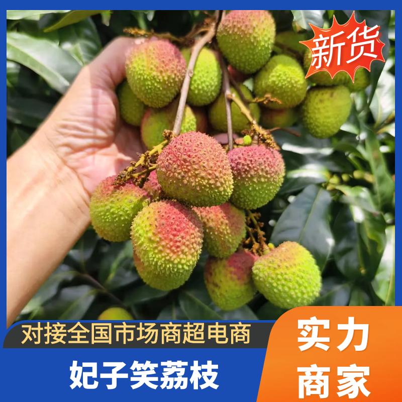 [妃子笑批发]广东茂名高州市荔枝 2.50元/斤【实力供货】妃子 _ 一亩田