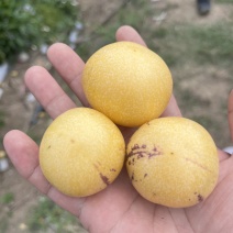 精品人参果产地货源充足现摘现发保质保量欢迎电话联系