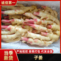 生姜云南子姜2026子姜大量供应商超品质全国发货