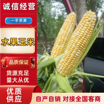 水果玉米，鲜食玉米花，糯玉米，932，白糯，万糯2000