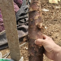 山东精品香芋种子产地直销品质优，欢迎来电咨询合作共赢
