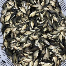 中科5号鲫鱼苗大量有货对接各大平台价格美丽