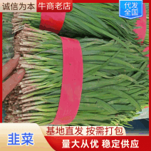 【热卖韭菜】宽叶韭菜质量好头刀韭菜基地直供发全国一手货源