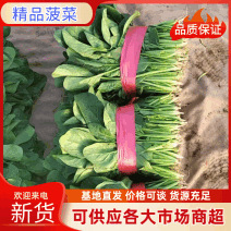 菠菜，扎捆菠菜，专业做工精细25公分，一手货源诚信商家