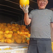 陕西渭南金红脆甜瓜大量上市一手货源，视频看货全国发货