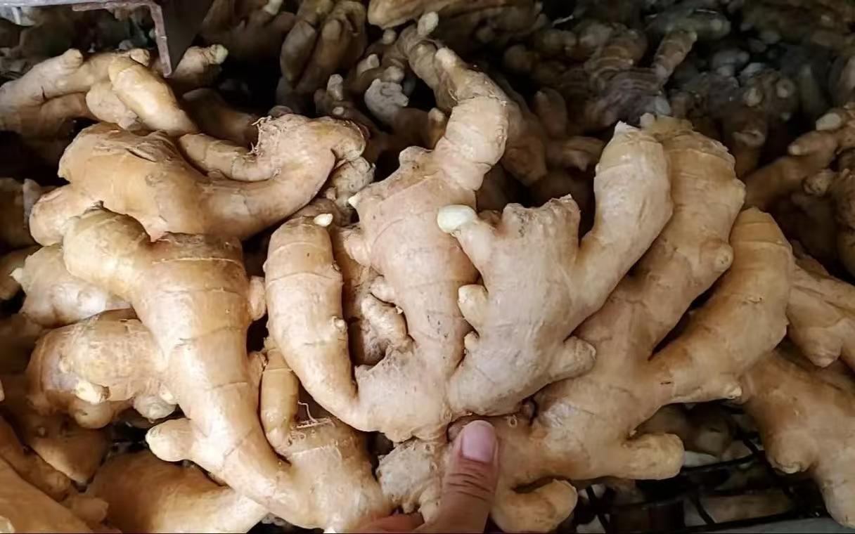 大黄姜与细长型姜黄横截面对比图