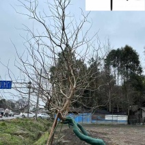 成都乌桕基地直销精品斜飘乌桕出售树形好诚信经营