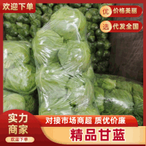 【好货】甘蓝山东中甘甘蓝大量供应可实地考察全国发货
