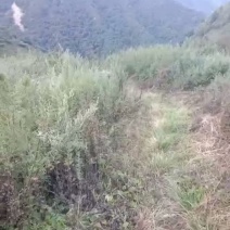西安蓝田土地流转种植中药材用地万亩出租证件齐全