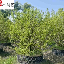 供应橘子树工程绿化苗木成都橘子树基地直供保质保量