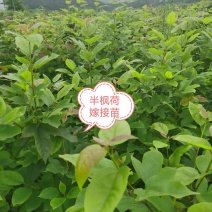 半枫荷嫁接苗，各种规格常年供应大量有货