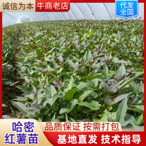 《红薯苗》哈密红薯苗/河南红薯苗/基地直发/全国发货