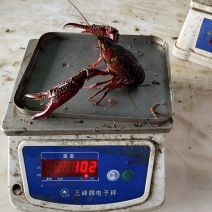 洪湖清水小龙虾底板干净肉质饱满一手货源产地直发
