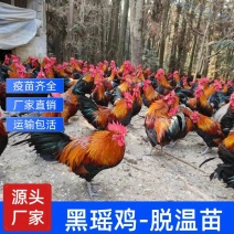 黑瑶土鸡苗瑶鸡苗防疫齐全一手货源全国发货厂家直销