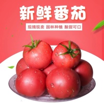 西红柿酱果精品货工厂货常年供应番茄大红蕃茄酱全年供货