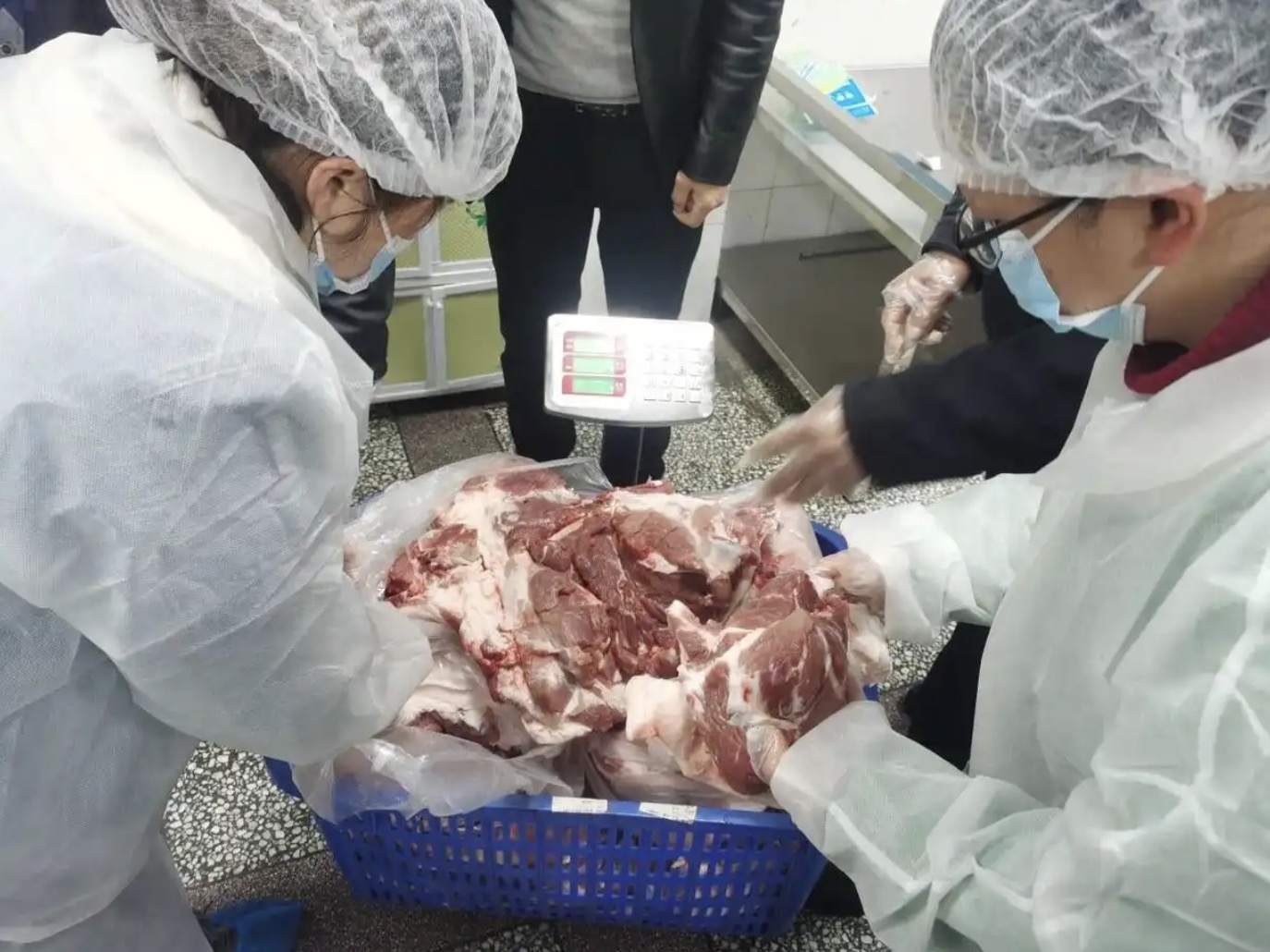工作人员对放养猪进行耳标登记和体重测量