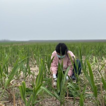 荻笋精品荻笋产地直供一手货源量大从优欢迎咨询
