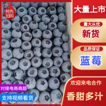 花香蓝莓L11优瑞卡F6大量有货保质保量对接全国