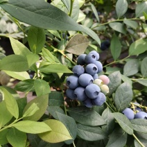 山东日照蓝莓f5H6优瑞卡产地直发