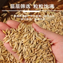 喂马专用带壳燕麦/厂家直发/量大从优欢迎电联