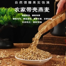 新鲜干燥带壳燕麦喂马饲料添加2400/吨