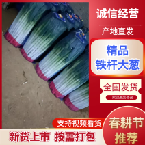 精品大葱毛葱净葱量大从优质量保证诚信经营欢迎咨询