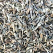 纯新白术种子基地直供出芽率高品质保证包技术包回收