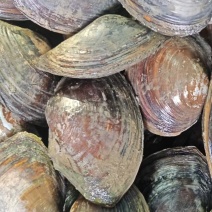 河蚌大量有货对接各大平台精品现货现发