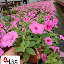 成都矮牵牛基地直供四川时令草花批发三色可选量大价优