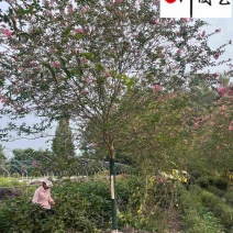 紫薇苗圃清地成都紫薇处理价紫薇腾地处理一手货源
