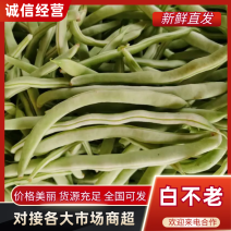 芸豆山东白不老大量供应基地直发供应市场电商商超