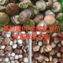工厂专用小香菇，鲜香菇0912香菇可按工厂要求筛选