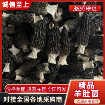 手挑精选羊肚菌质量保证价格实惠诚信经营欢迎咨询