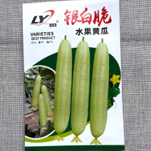 银白脆水果黄瓜种子嫩绿偏白刺溜少脆甜无渣