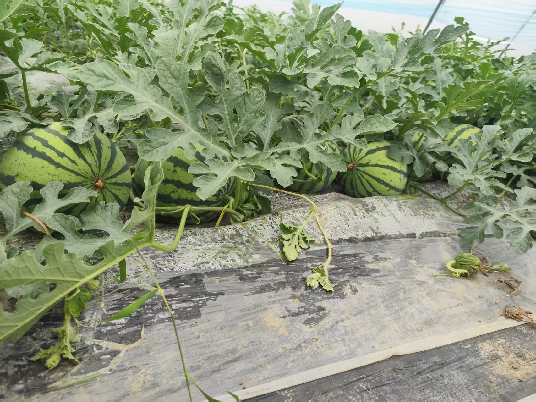 开阔农田中8424西瓜采用爬地式栽培,藤蔓沿地面伸展,每隔一定距离压蔓固定,叶片茂盛呈深绿色,部分植株已坐住幼瓜,田间设有简易气象站和灌溉管道 8424西瓜露地爬蔓栽培田块全景