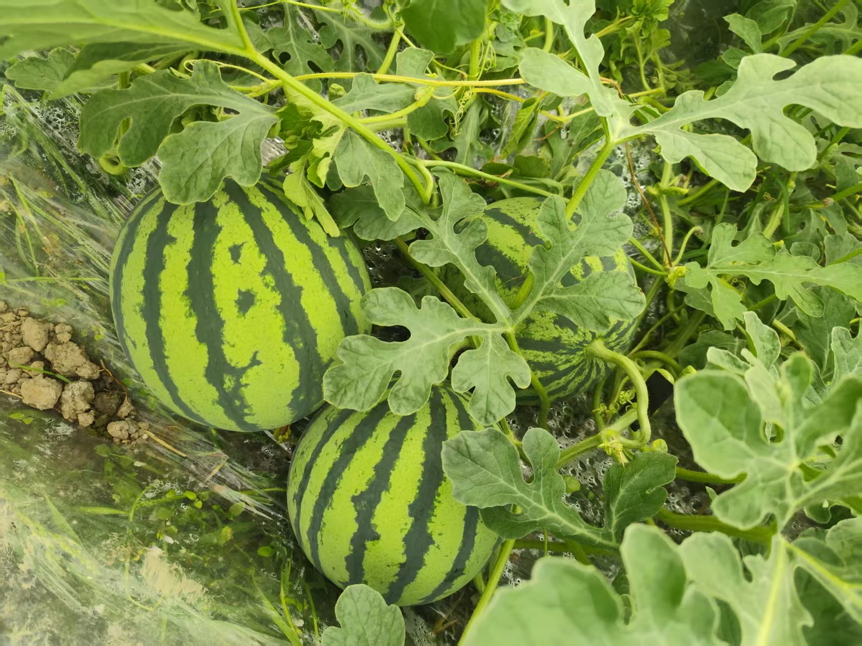 农民在西瓜地里采摘8424西瓜