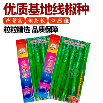 【正品保证】苏润508线椒种子基地**超长线椒种籽