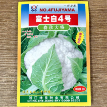 富士白4号春秋两季种植8g大将紧实雪白抗病基地品种