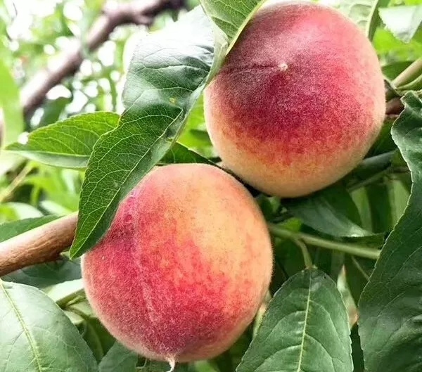 春雪桃与其他桃品种对比图